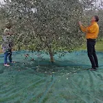 Dubravka - Komfortable Mit Pool Im Ruhigen Olivenhein Villa Valtura