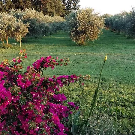 Vila Dubravka - Schoen Und Komfortabel Inmitten Von Olivenbaeumen Und Weinbergen Mit Whirlpool