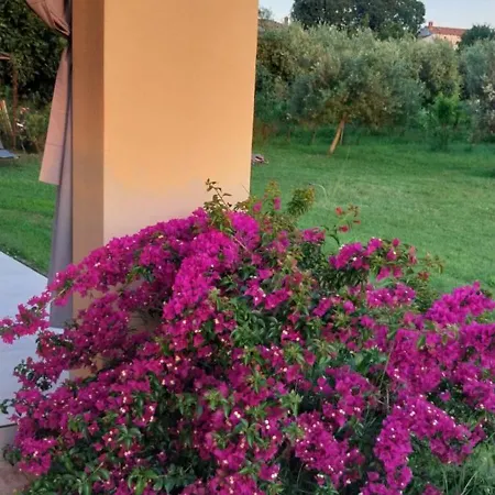 Villa Vila Dubravka - Schoen Und Komfortabel Inmitten Von Olivenbaeumen Und Weinbergen Mit Whirlpool Valtura