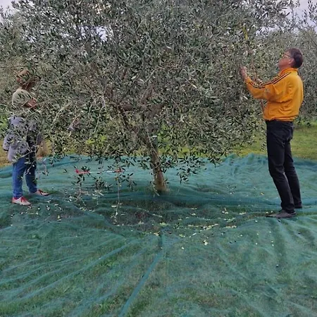 Dubravka - Schoen Und Komfortabel Inmitten Von Olivenbaeumen Und Weinbergen Mit Whirlpool Vila Valtura