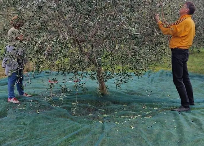 Dubravka - Schön Und Komfortabel Inmitten Von Olivenbäumen Und Weinbergen Mit Whirlpool Villa Valtura